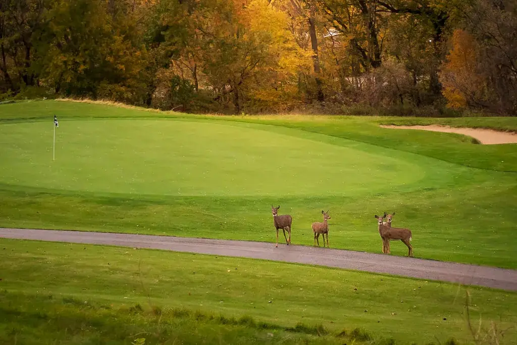 Deer crossing a golf course in fall