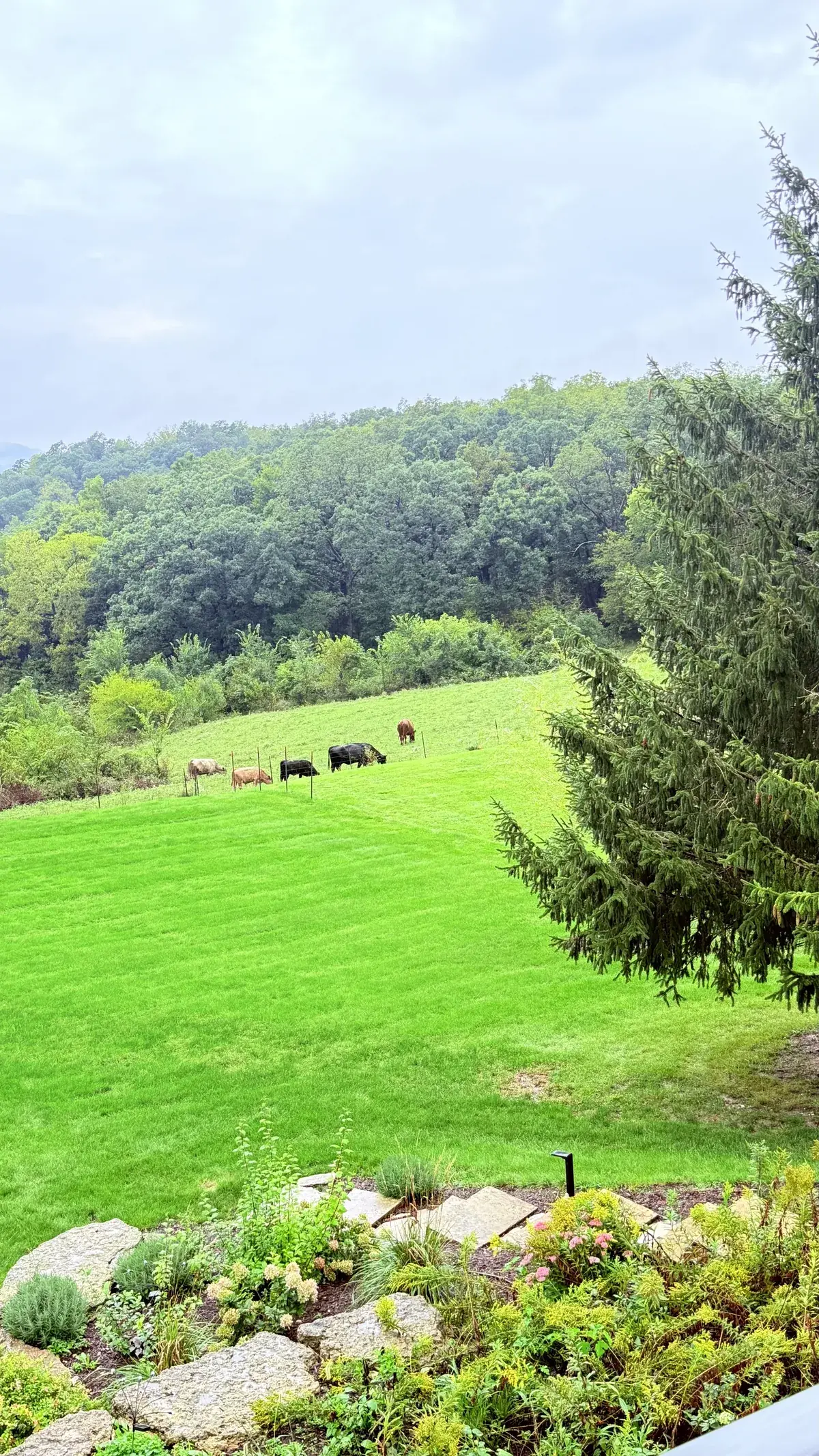 The view from the house: lawn, pasture and wooded hills